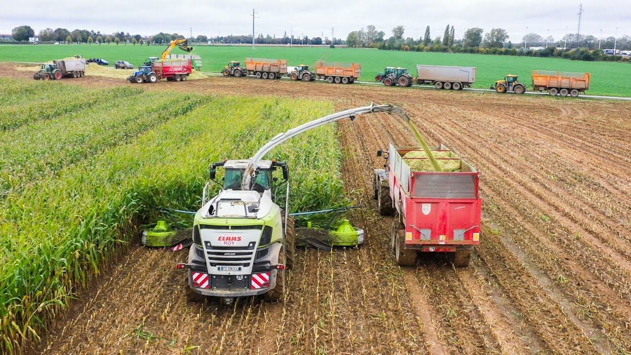 ‼️BIG corn silage 🌽| 3 ensileuses & 32 rangs !!