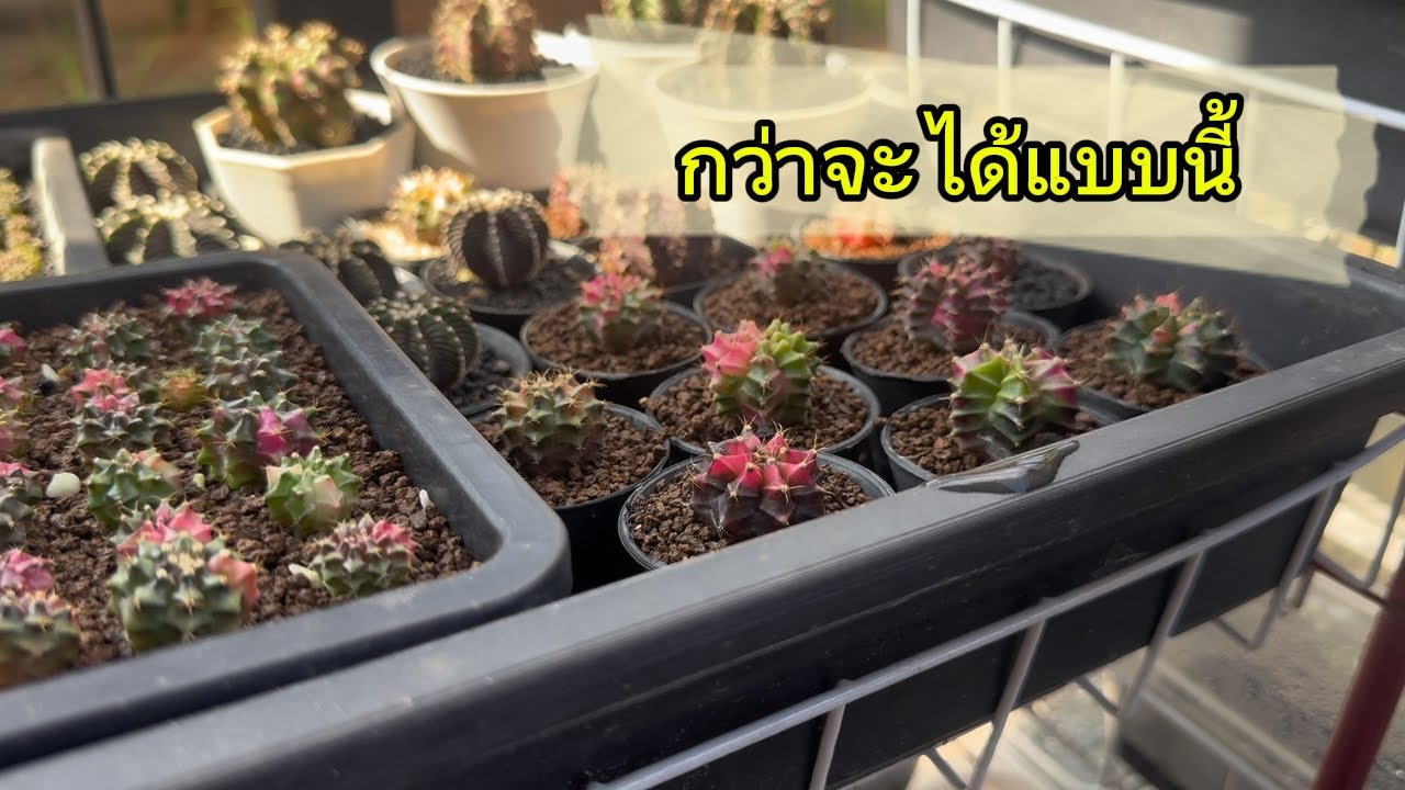 กว่าจะได้แคคตัสสวยๆ ต้องทำแบบนี้ #cactus 