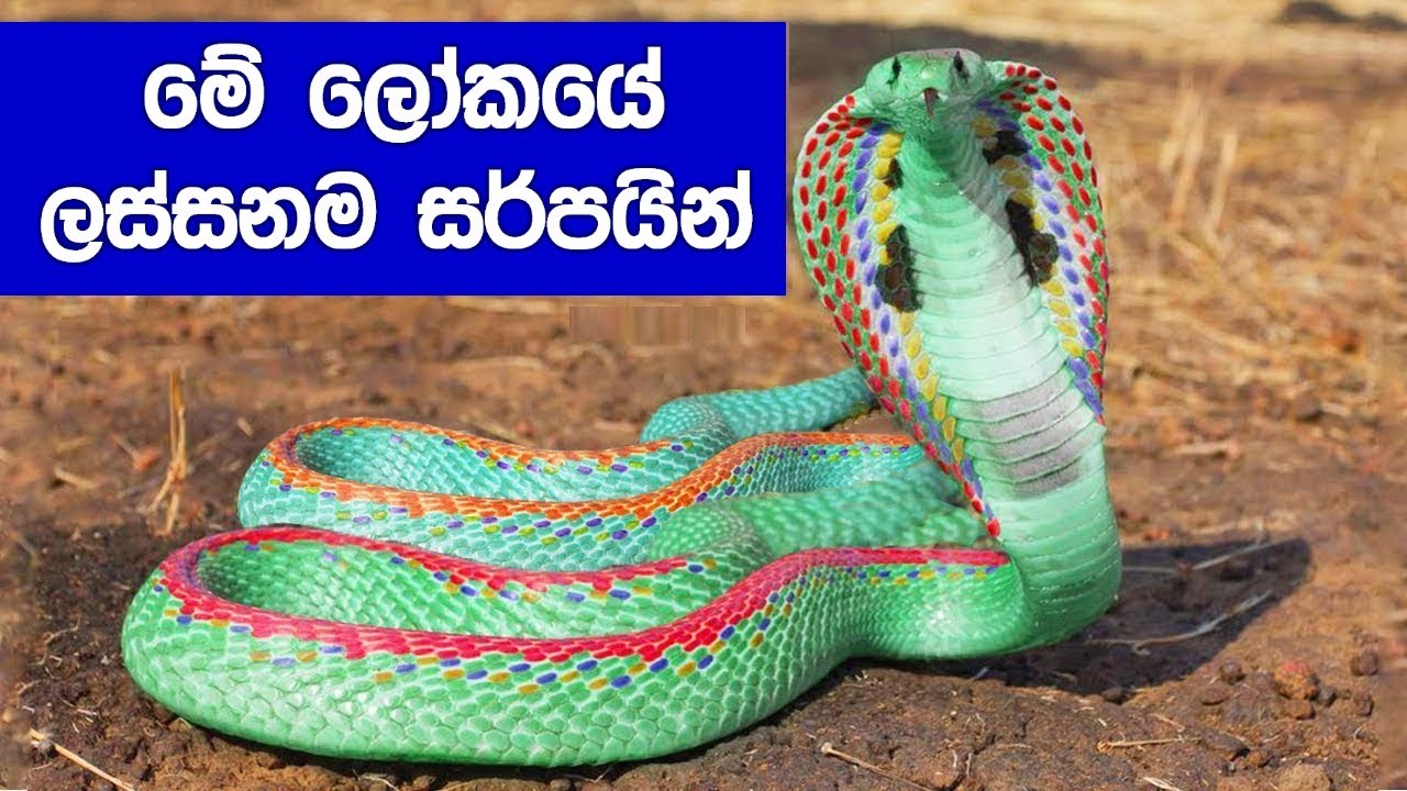ලෝකයේ ලස්සනම සර්පයින් වර්ග 07 ක්. | 07 Most Beautiful Snakes In The World.