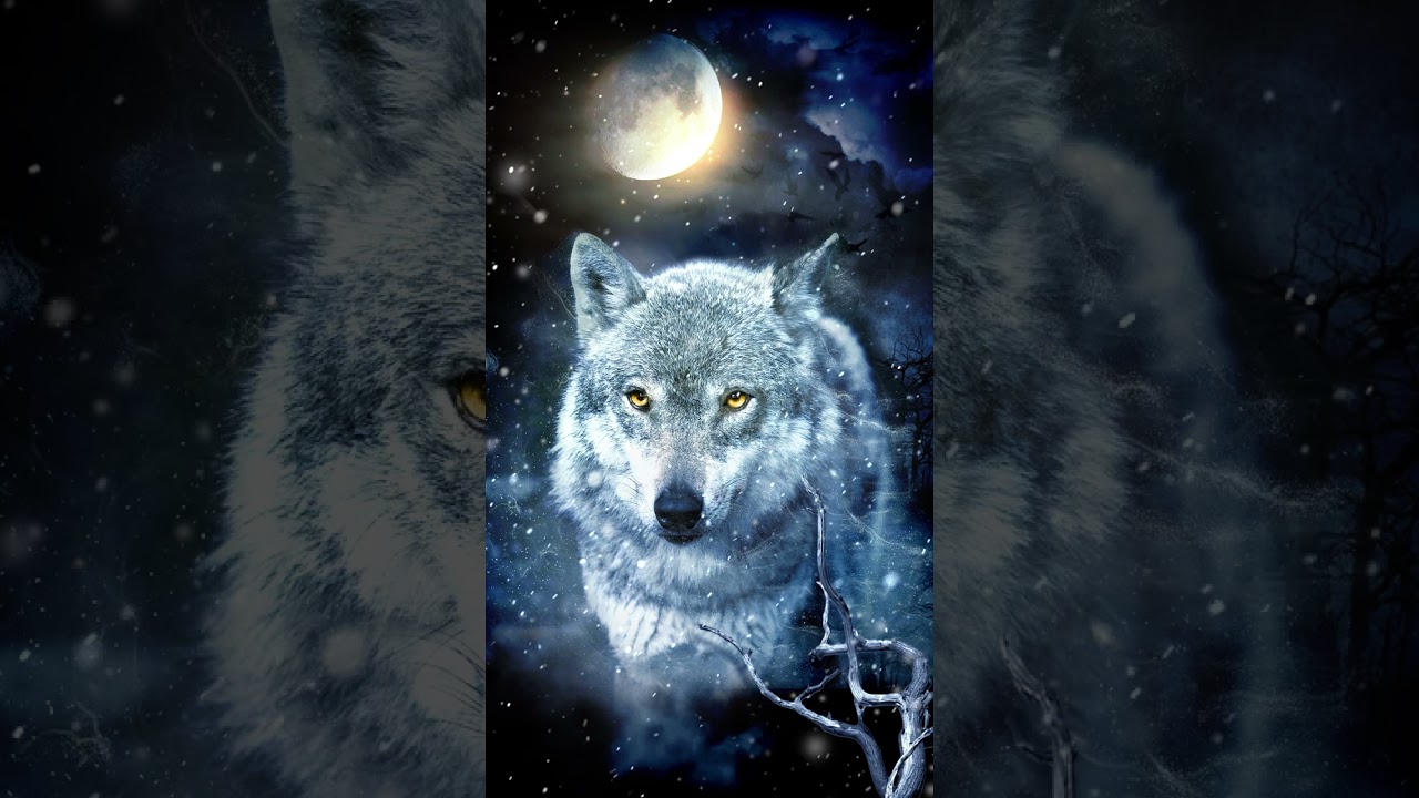 Snow wolves on winter moonlit nights