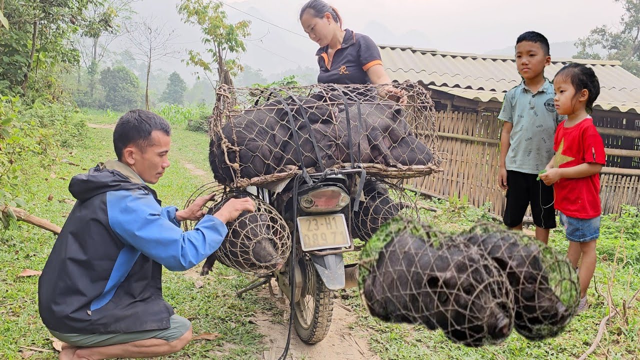 The bad guy stole all the rice, the girl sold the pigs and set a trap in the night.