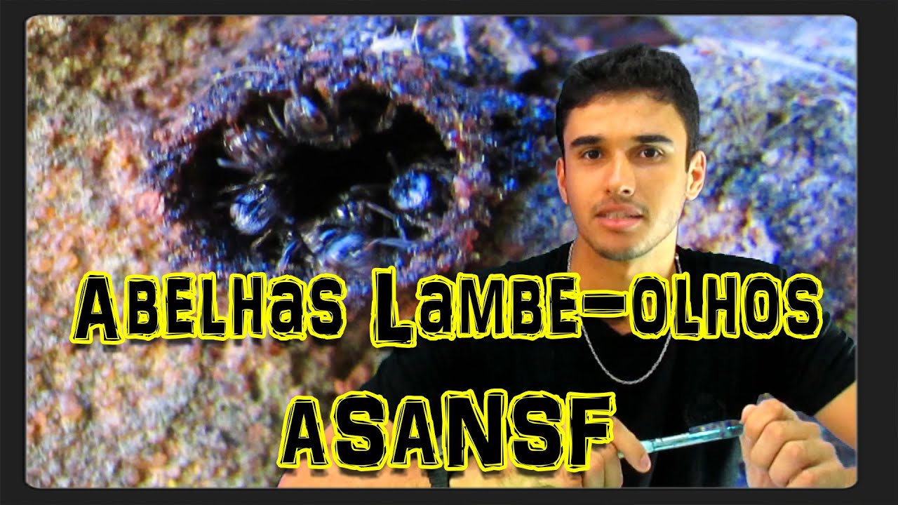 Abelha Lambe-Olhos (Leurotrigona muelleri) Aprendendo sobre abelhas nativas sem ferrão 1