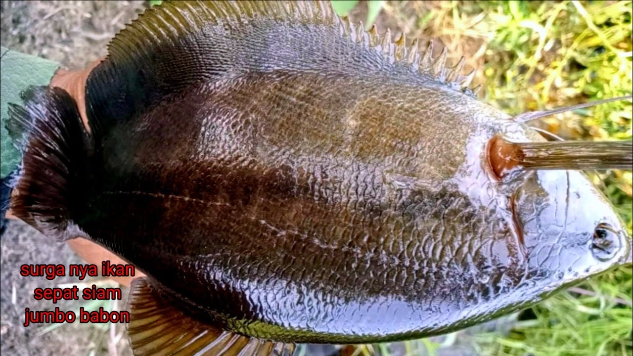 Terasa goncangan joran ku seperti  gempah bumi mancing ikan sepat Siam di spot yang belom terjamah