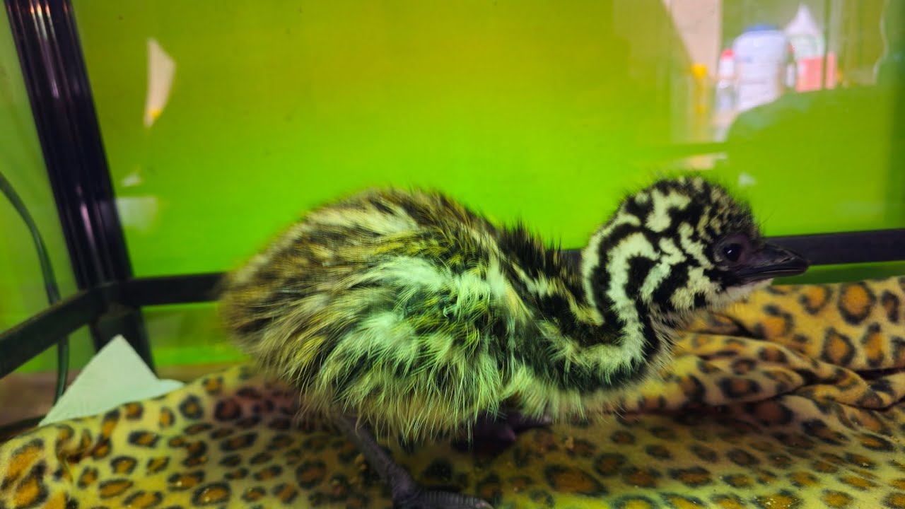 L&iacute;hnut&iacute; p&scaron;trosa Emu