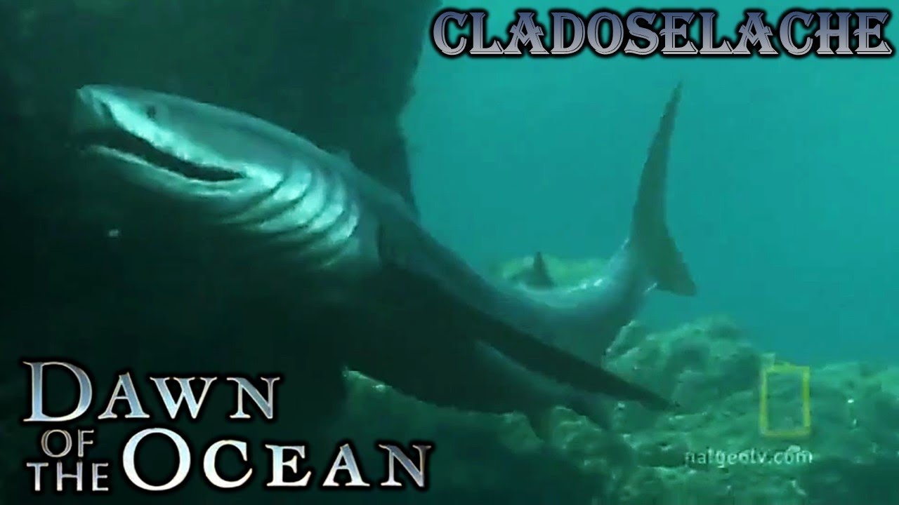 dawn of the ocean Cladoselache screen time