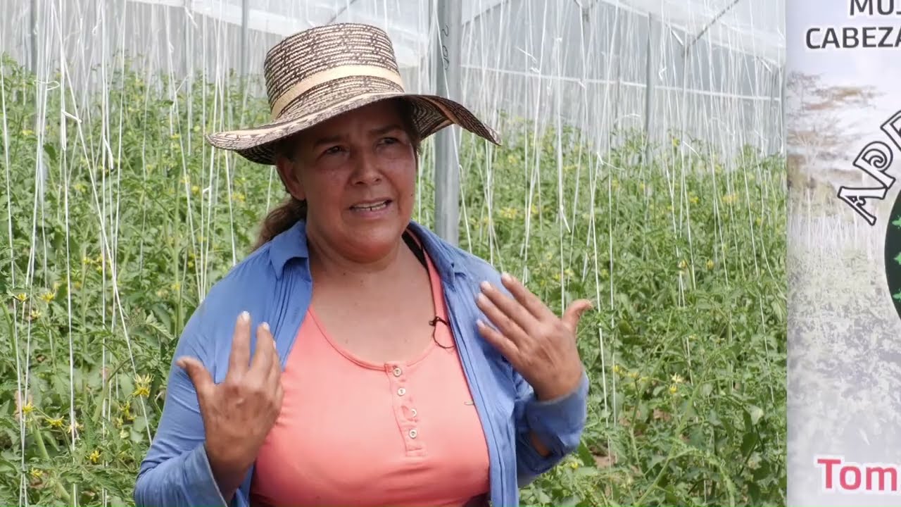 Productoras cabeza de familia impulsan el cultivo de Tomate bajo cubierta Somos Agricultura Tropical