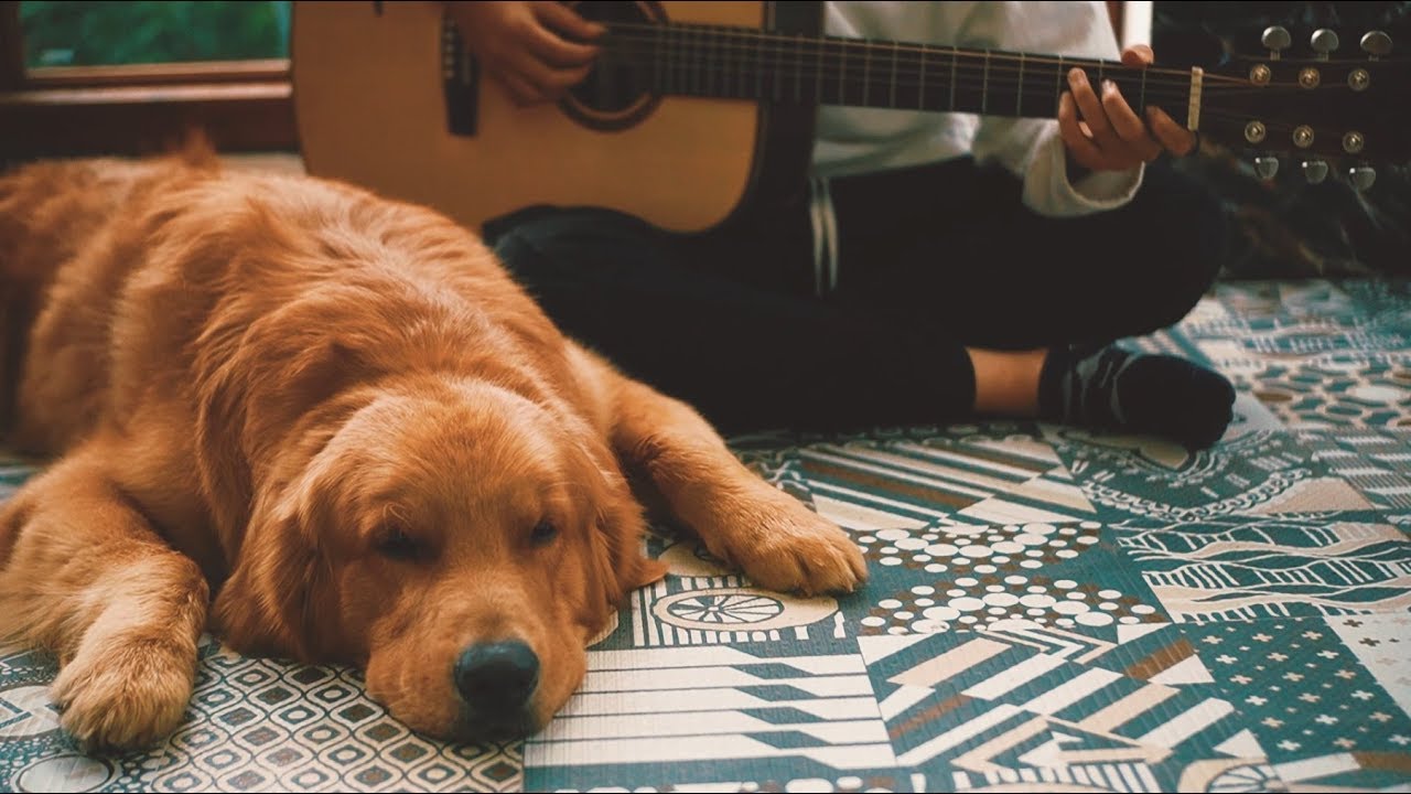 Về Ph&iacute;a Mưa | Thế Bảo | Bun & Orin Cover