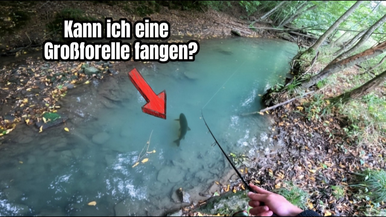 Letzte Chance vor der Schonzeit auf XXL Bachforellen - Angeln am kleinen Bach
