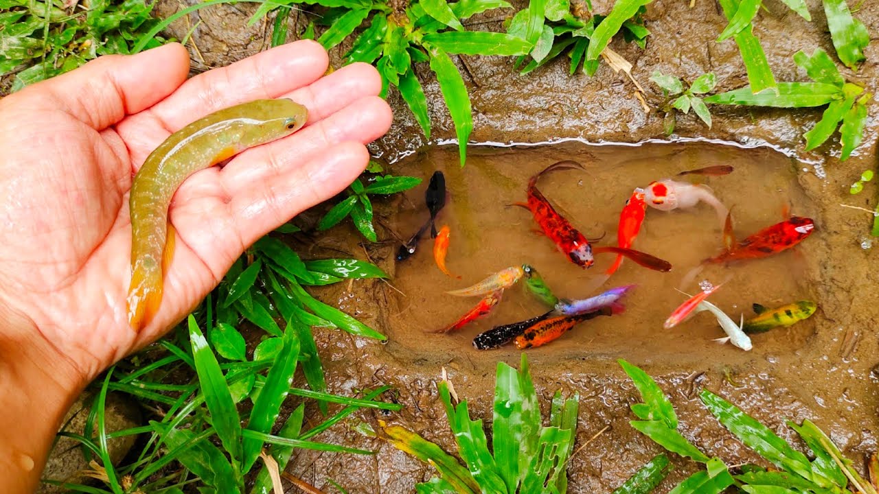 WOW! Mencari ikan cupang warna-warni, ikan molly balon, ikan mas, ikan hiu, ikan channa, ikan lele,