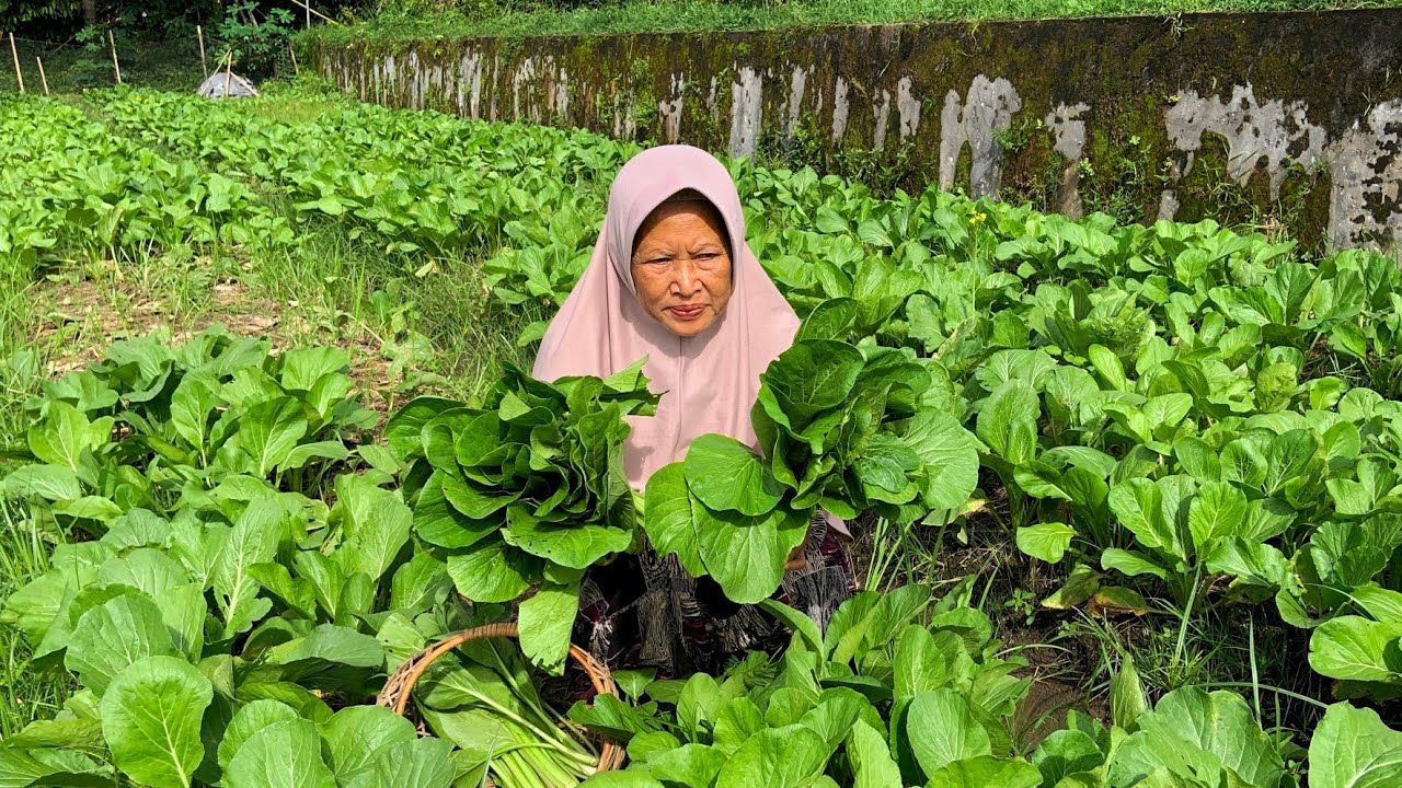 Memetik Sawi di Kebun | Masak Sop Sawi Bihun, Pindang, Ikan Pindang Kriuk, dan Bakwan Jagung