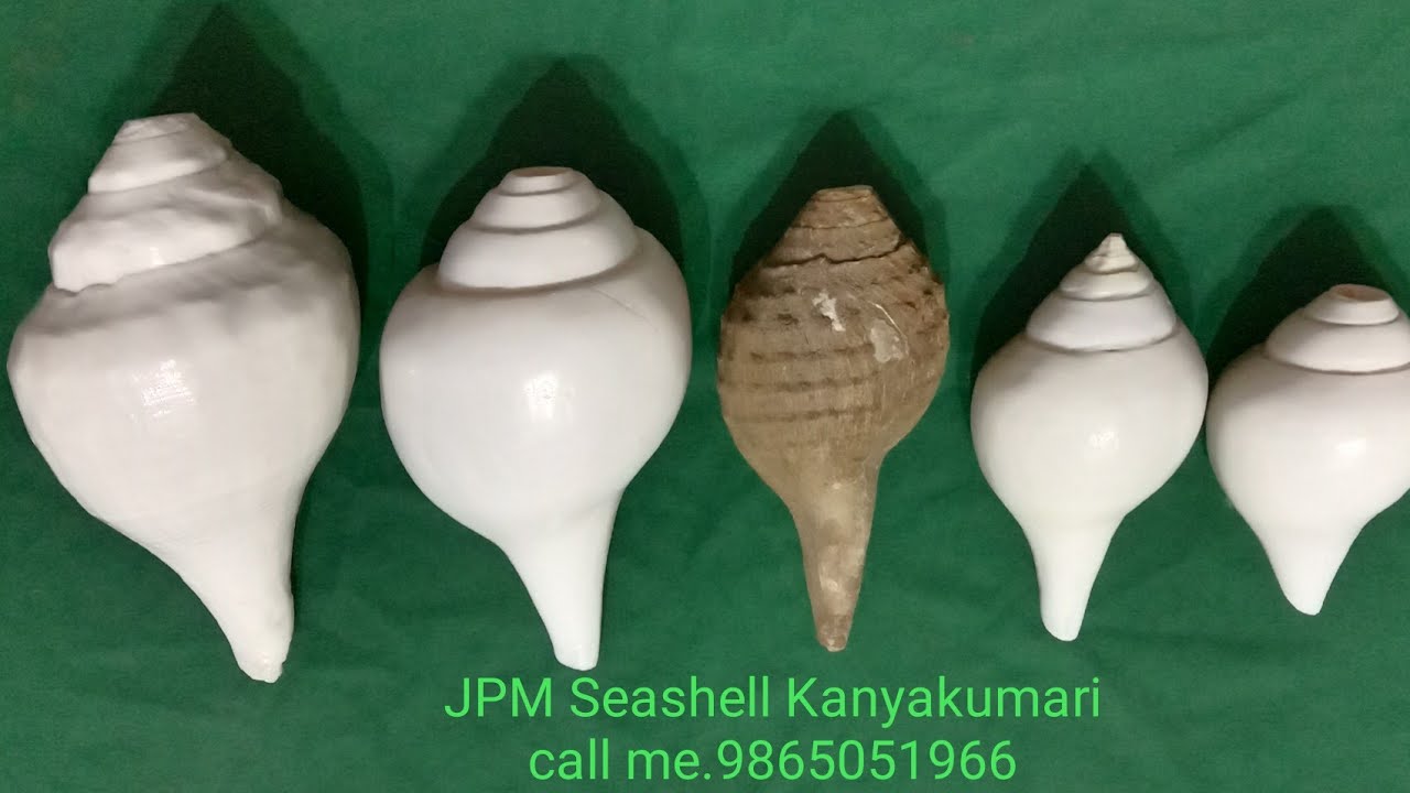 #Shankh original Shankh Vishnu Shankar original JPM seashell kanyakumari #originalshankh #seashell