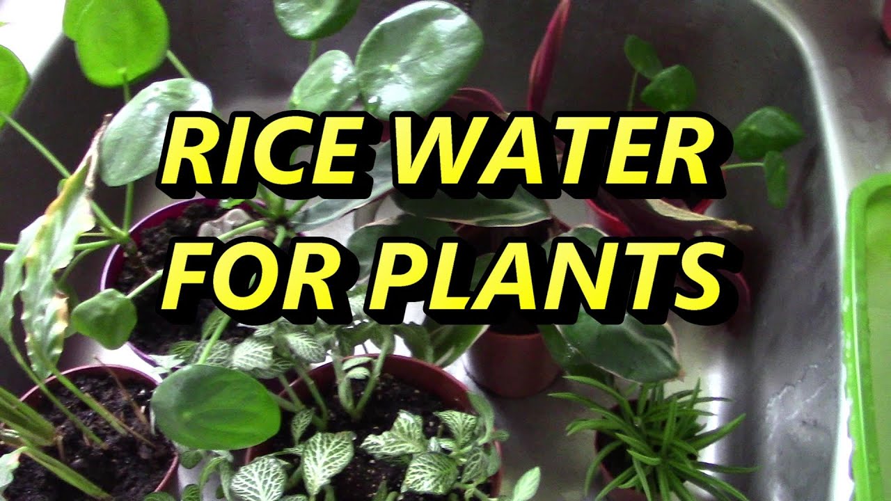 Rice Water: Best Natural Fertilizer for Indoor Plants // #ricewaterforindoorplants #ricewater