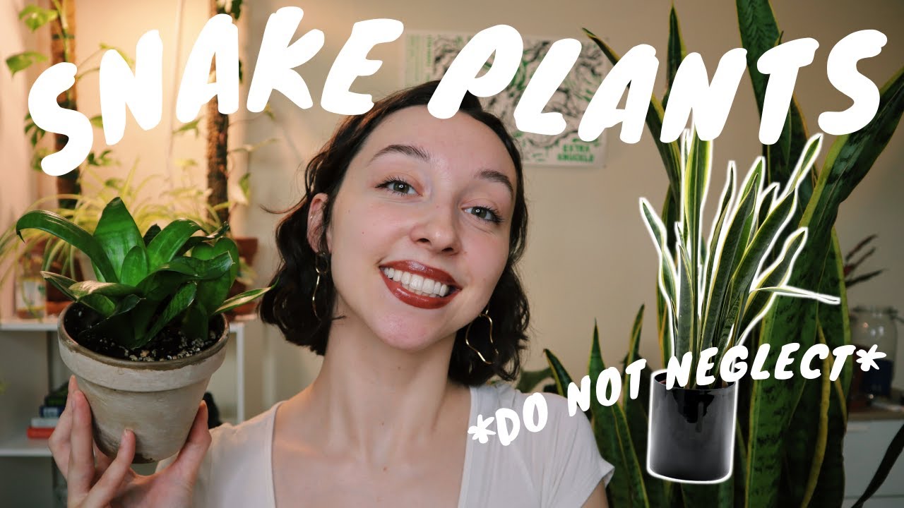 SNAKE PLANT CARE AND PROPAGATION | *real* tips for sansevieria success