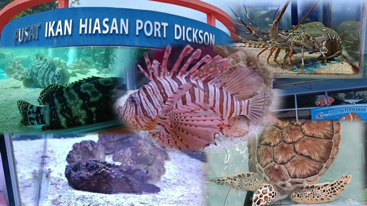 PUSAT IKAN HIASAN PORT DICKSON NEGERI SEMBILAN