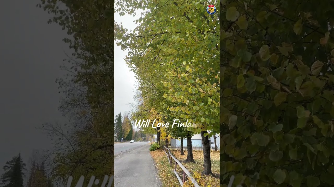 Cool Winds of Autumn 🍁🌬️ | Nature Feels So Fresh #autumncolors #nature #suomi #finland #shorts