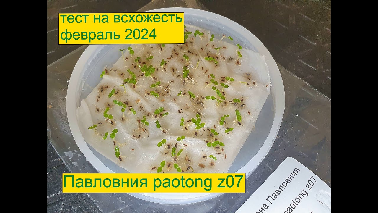 Павловния paotong z07 тест на всхожесть февраль 2024