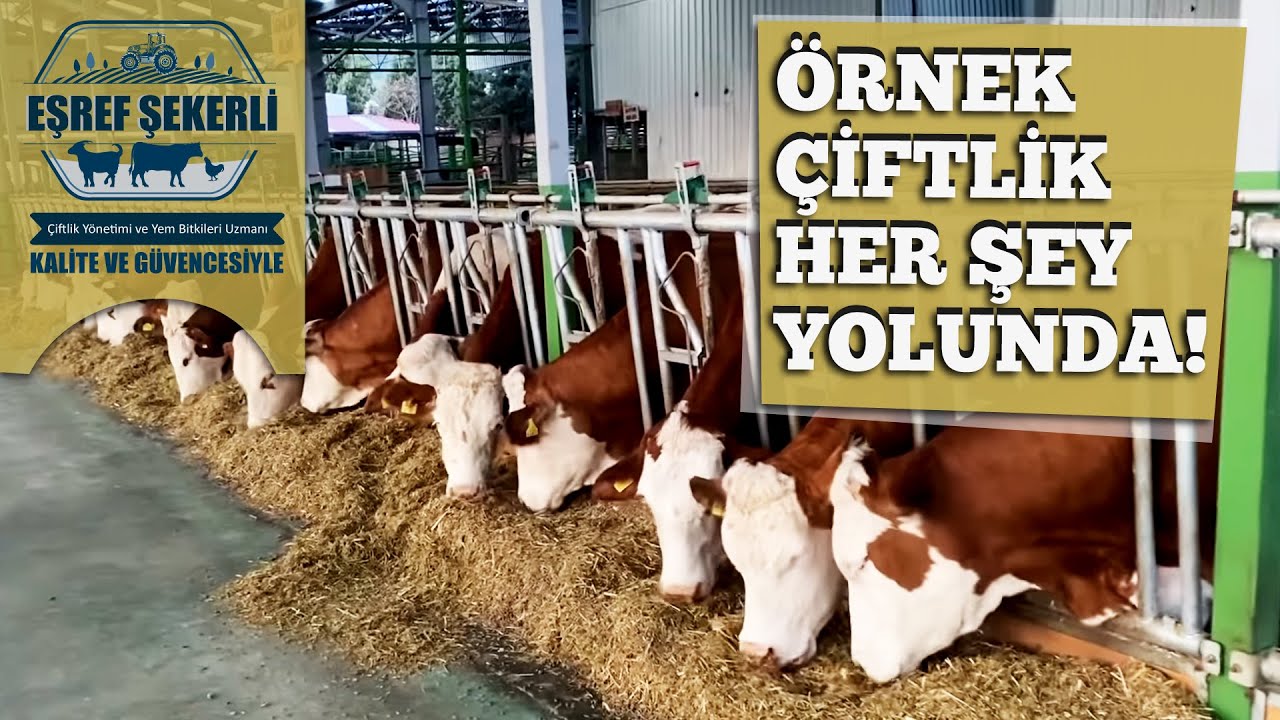Örnek Çiftlikte İşler Yolunda