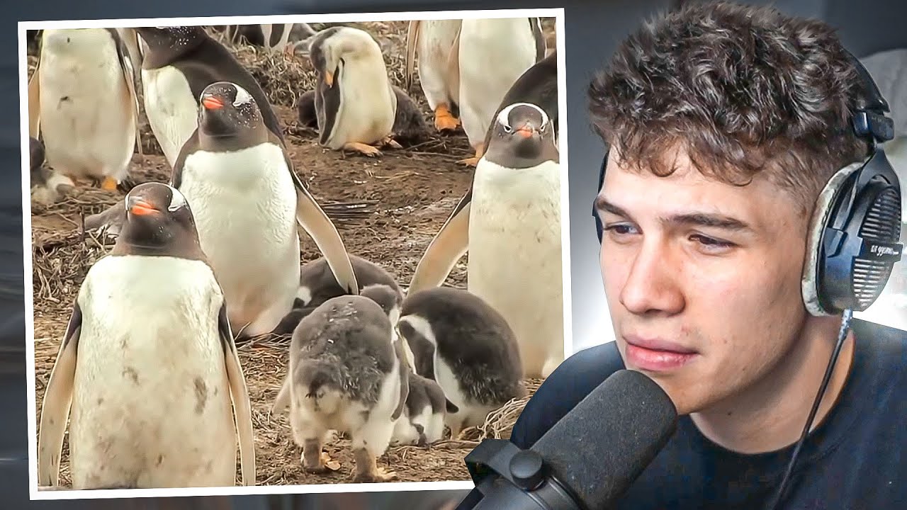 como escupen caca estos bichos jkajajkajka 💩