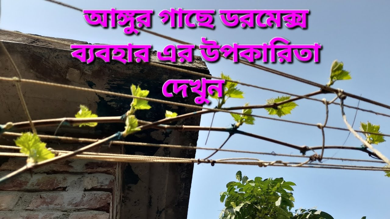 আঙ্গুর গাছে ডরমেক্স ব্যবহারের ফলাফল দেখুন। 