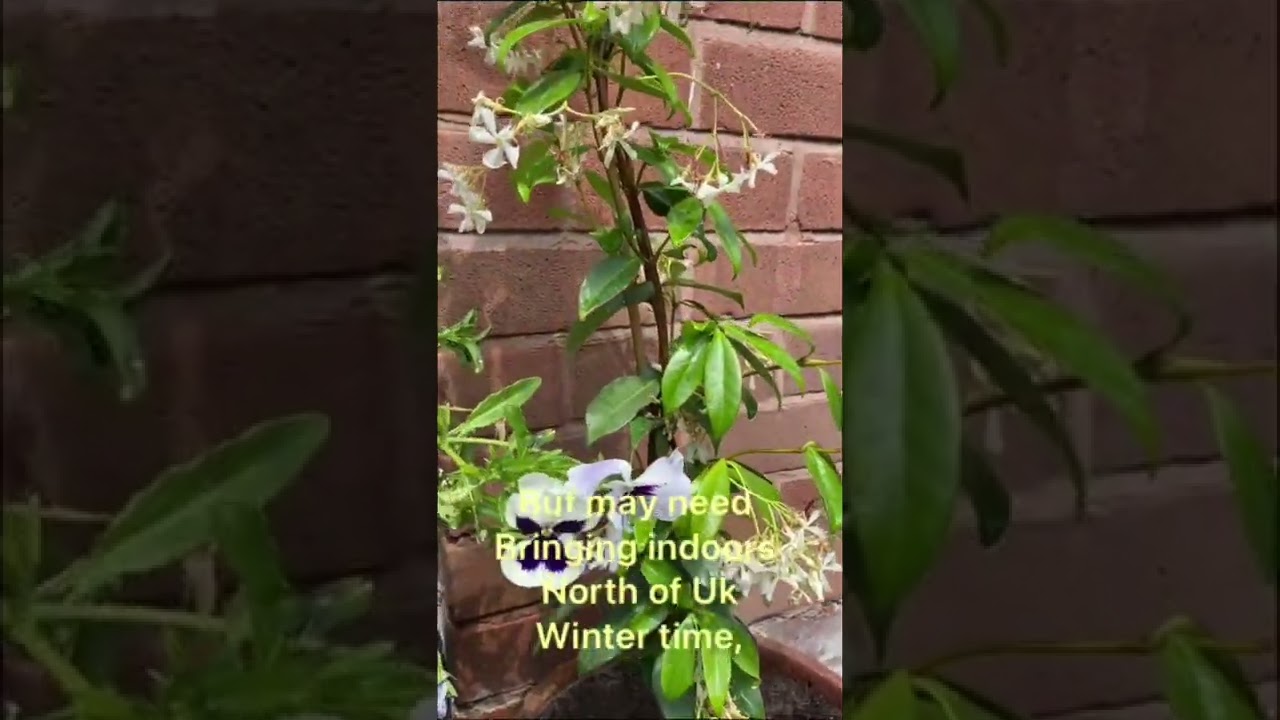 Star jasmine. Trachelospermum jasminoides