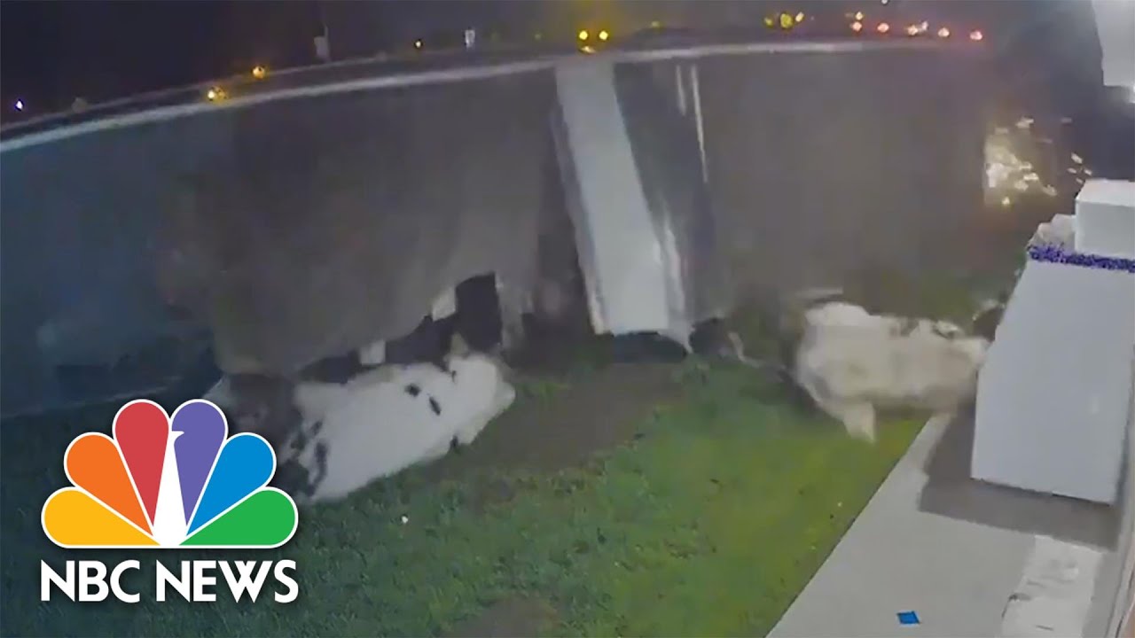 Video Shows Cows Spilling From Semi-Truck After It Tips Over | NBC News NOW