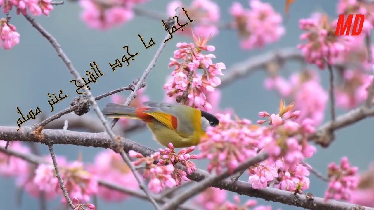 اجنل ما جود الشيخ عنتر سعيد مسلم