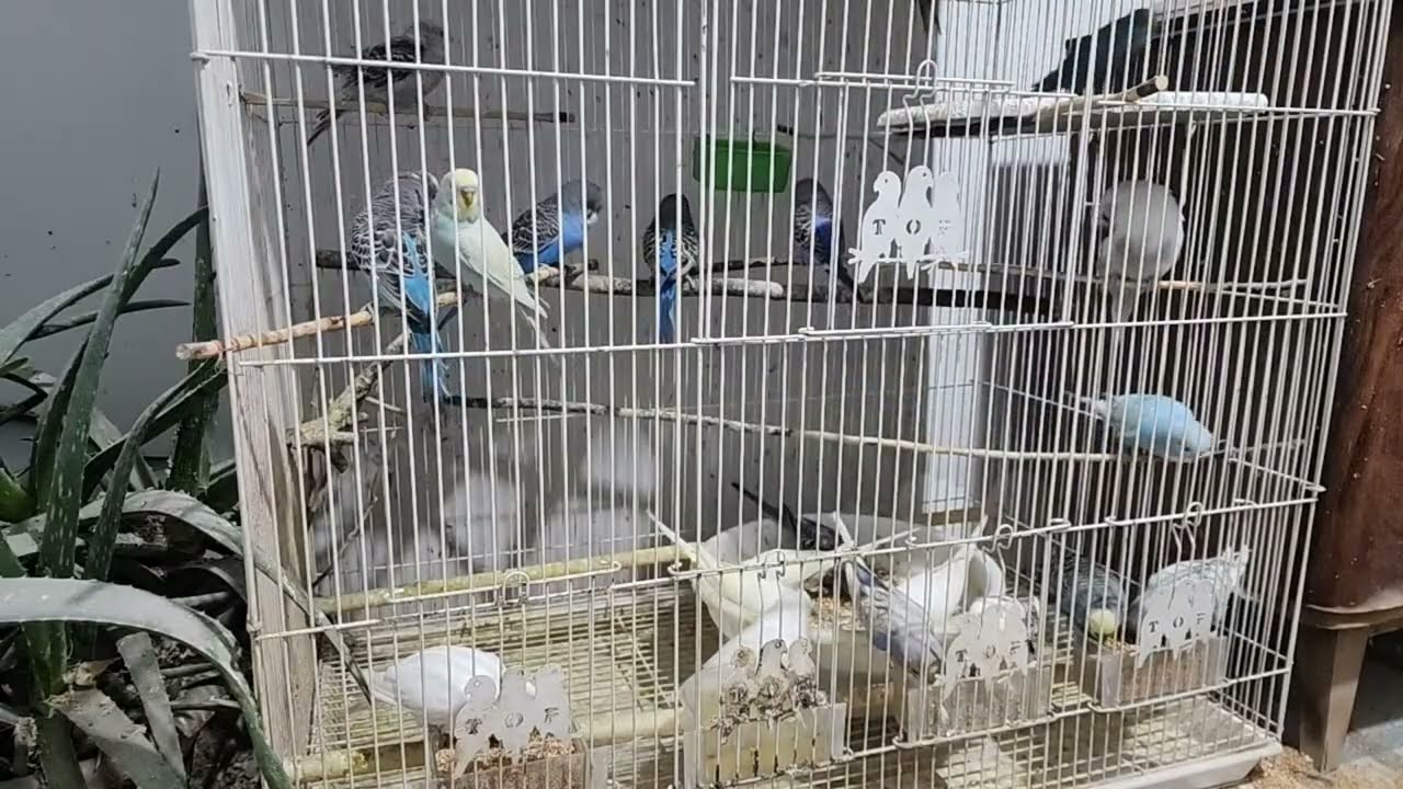 Волшебный мир волнистых друзей! 🥰🐦 в прямом эфире!