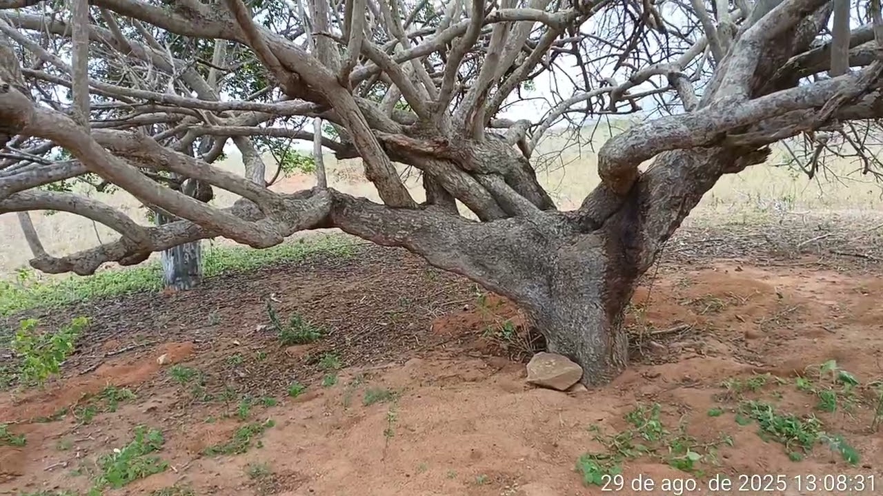 Outro vídeo aqui no sítio campo comprido cuité 
