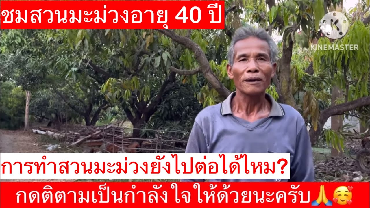 #แชร์ประสบการณ์ทำสวนมะม่วง40ปี#การทำสวนมะม่วงยังไปต่อได้ไหม#ปัญหาโรคแมลงศัตรูมะม่วง#วิธีป้องกันกำจัด
