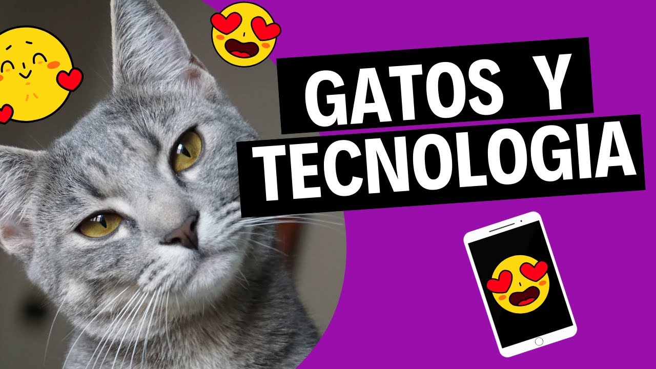 Gatos y Tecnolog&iacute;a: Interacci&oacute;n con Tablets y Televisores