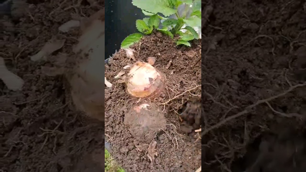 Cosechando yautia | V&iacute;vere 🧺