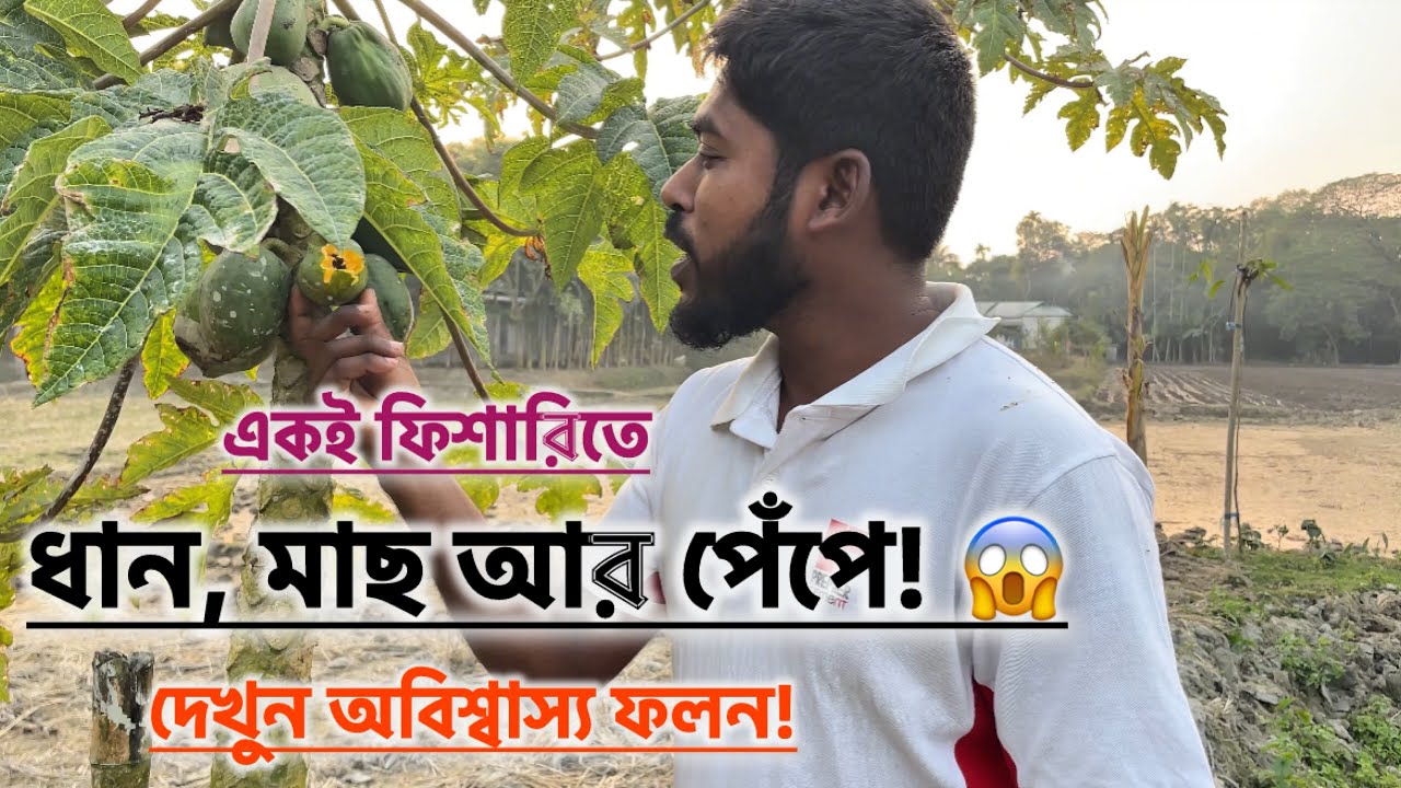 👉 এক জমিতে ধান, মাছ আর পেঁপে 🌾🐟🍈 | Integrated Farming Bangladesh