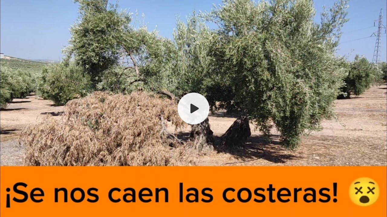 ¡Se nos caen las costeras! 😵