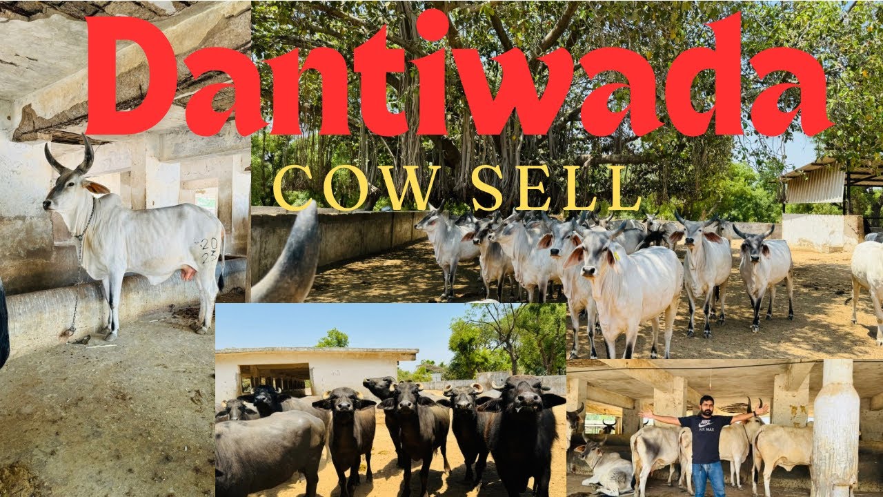 Kankrej cow sell on Dantiwada Gujarat