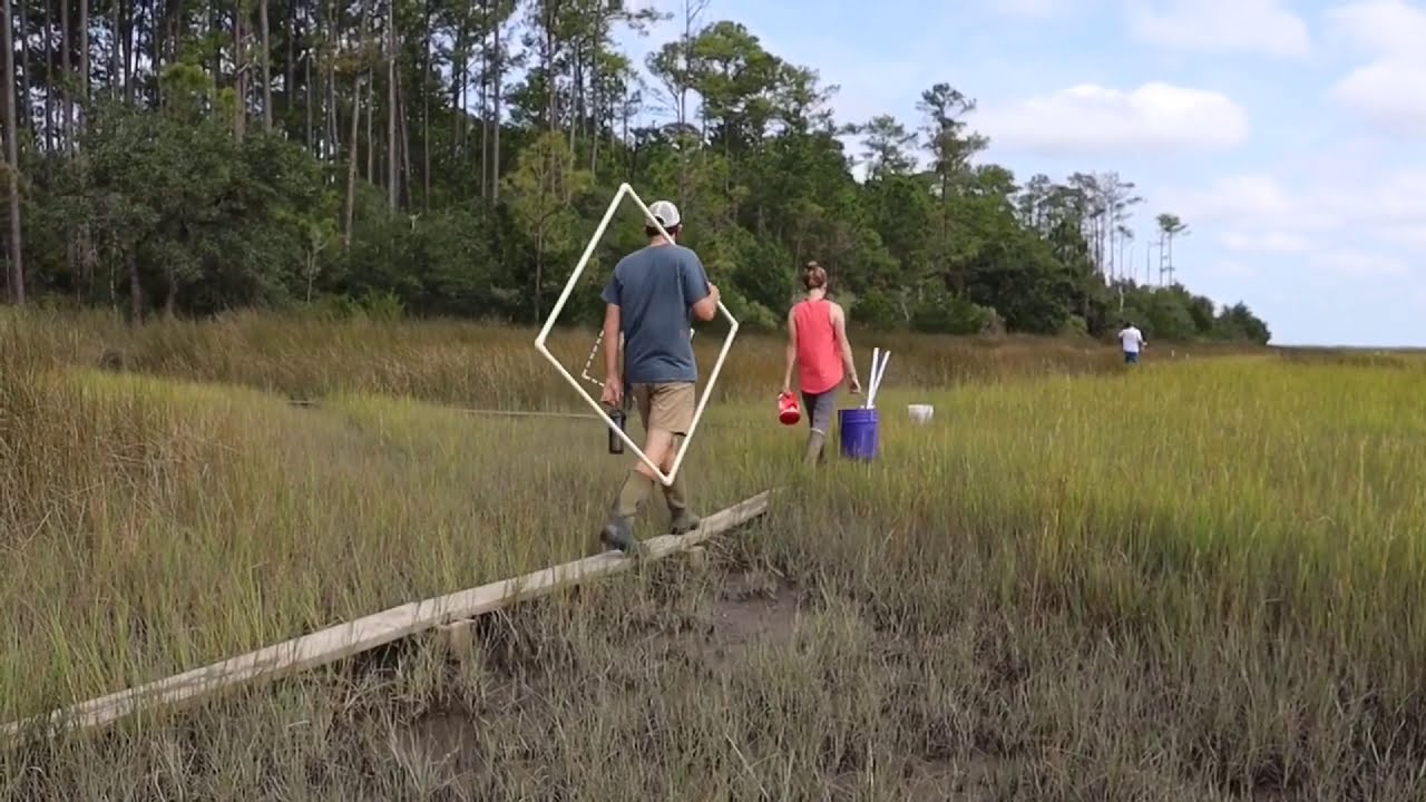 Plants of the Salt Marsh