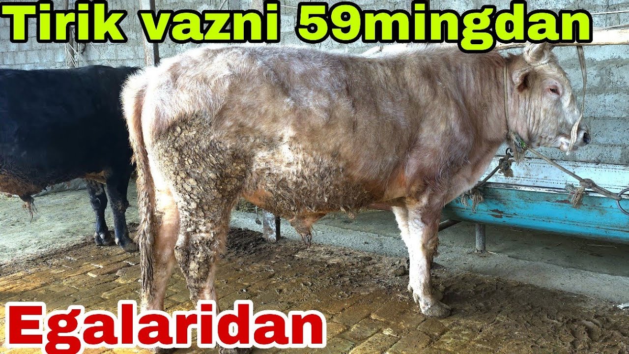 Dehqonchilik.Bu fermadan 1-marta.Sardor aka tazidagi narxlarni sindirdi.1-fevral, 2026