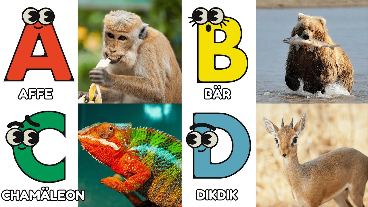 Das Tier ABC Kinderlied | Wildtiere kennenlernen und Buchstaben lernen A-Z | Kleine Liederwelt