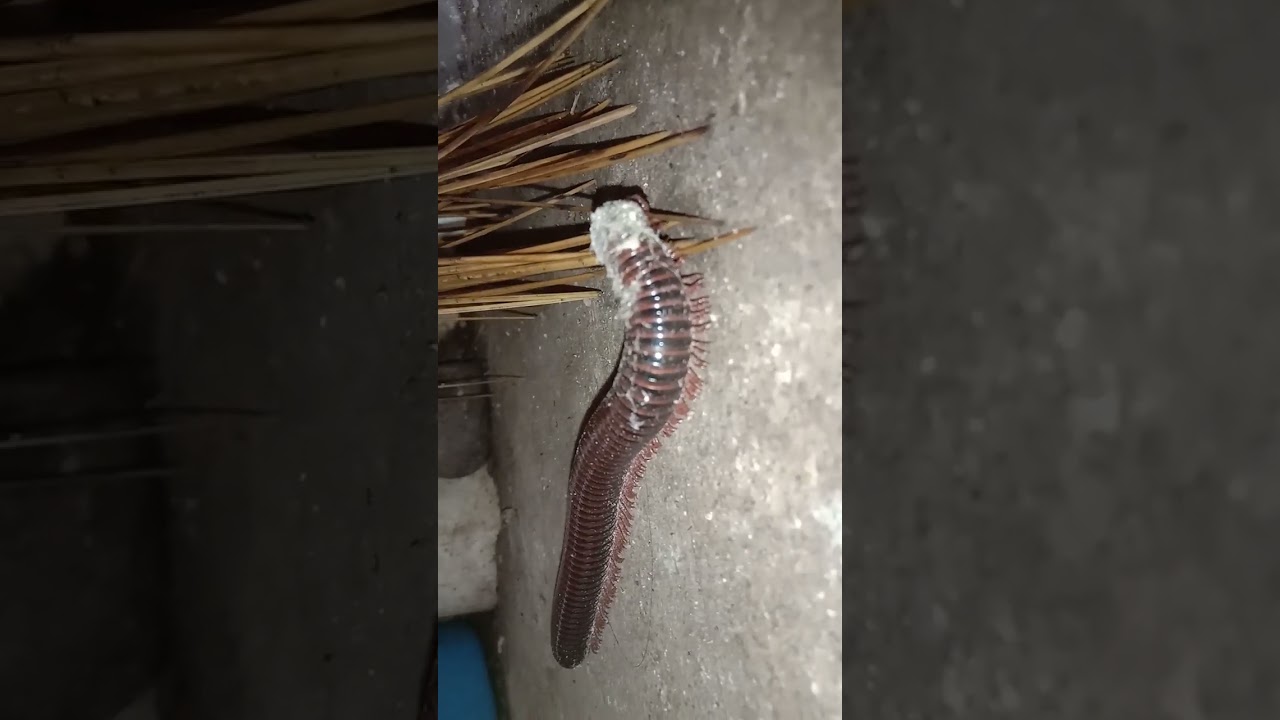 Bukan banyak uang tapi banyak kaki