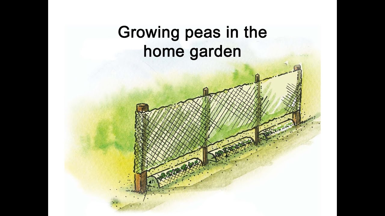 Peas are the most fun crop you can grow in your garden