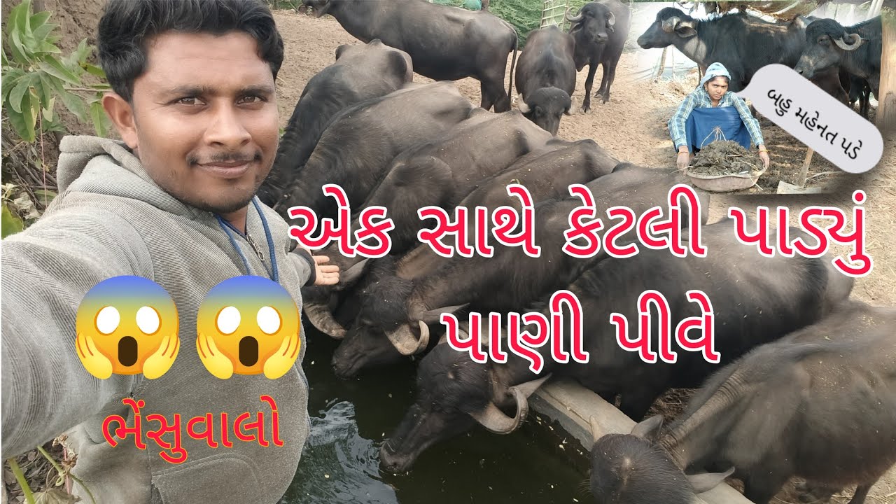 આજે તો એકસાથે સાત પાડ્યું એ પાણી પીધું 😱😱😱