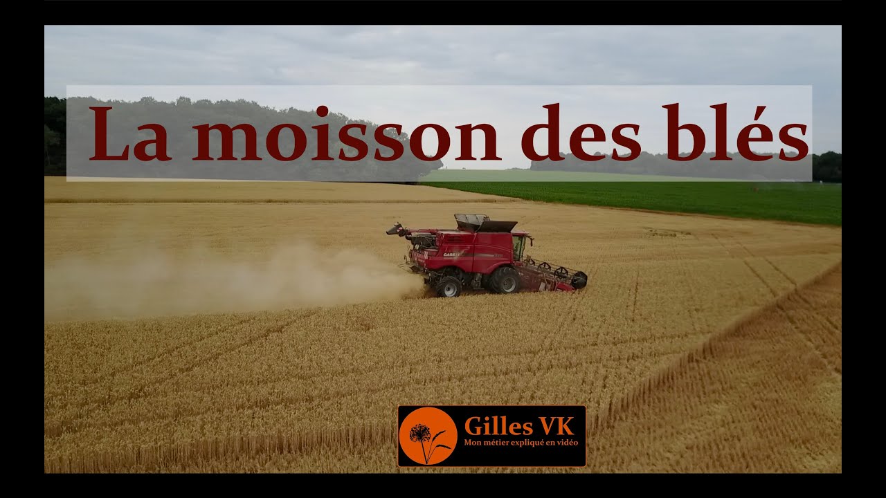 Une journée à la moisson des blés 2019