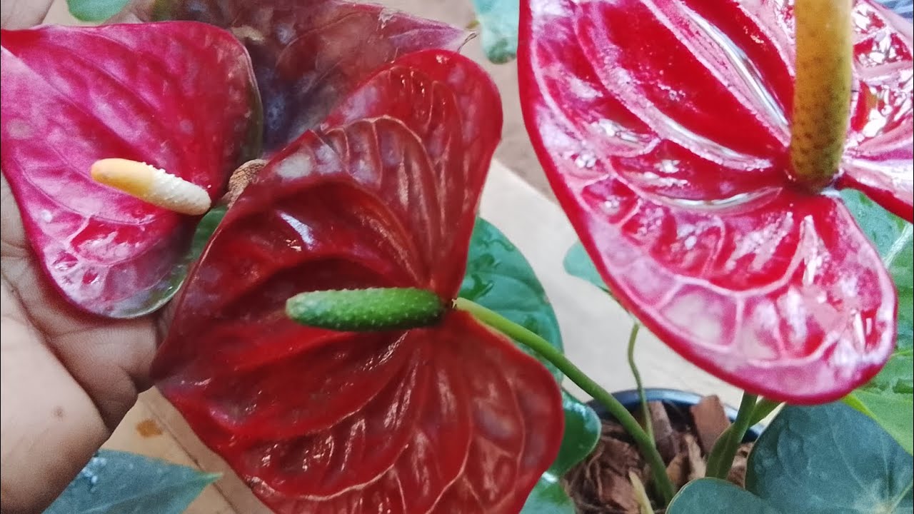 294**හරිම ලාභයි #anthurium #plants #gardenplants #gardenflowers #agriculture #බොගවගාව#ගෙවතු වගාව 