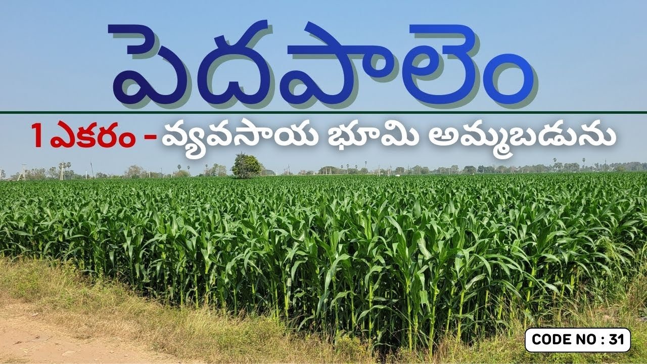 Pedapalem Agriculture Land For Sale | Agriculture Land For Sale Inపెదపాలెం |AgricultureLand For Sale