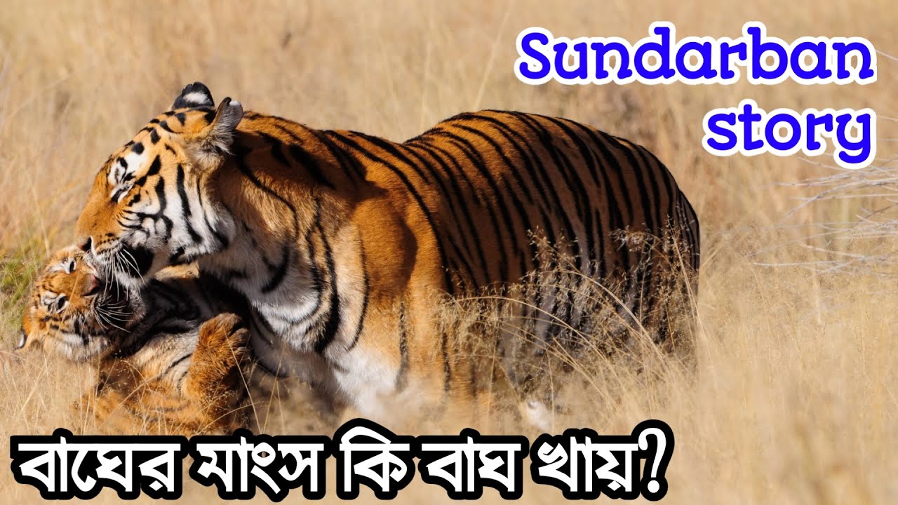 সুন্দরবনের গল্প: সুন্দরবনের বাঘ বাঘের মাংস খায় ? | A Villager's Journey into the Sundarban of Tigers