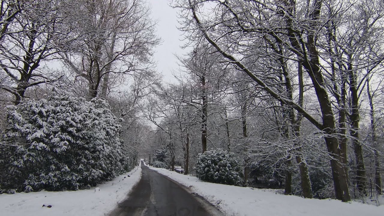 Snowy day in Glasgow city, drive to Pollok Park, check on the highland cows and back, Scotland