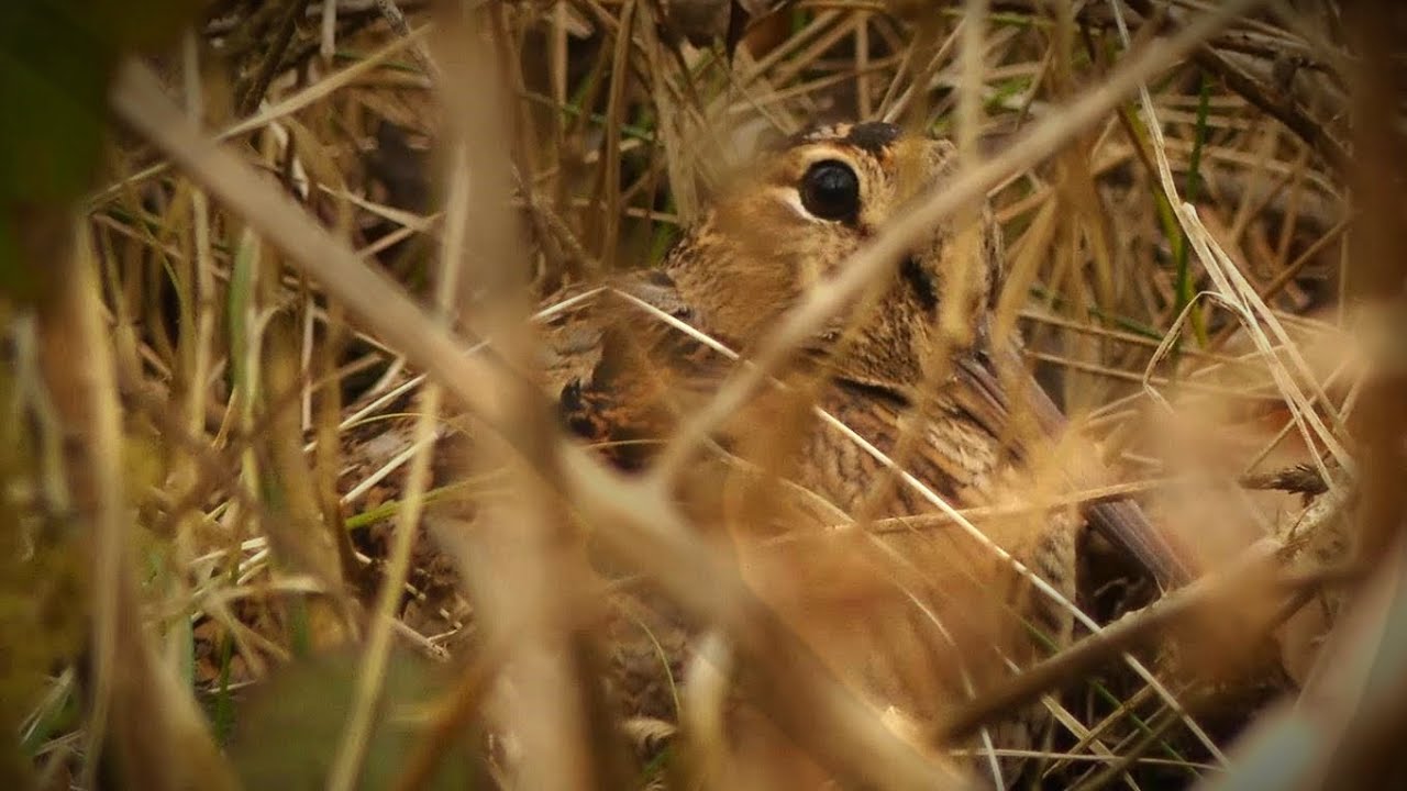 Journ&eacute;e de vie d'une B&eacute;casse des bois en hiver - Scolopax rusticola -Daily winter life of a Woodcock