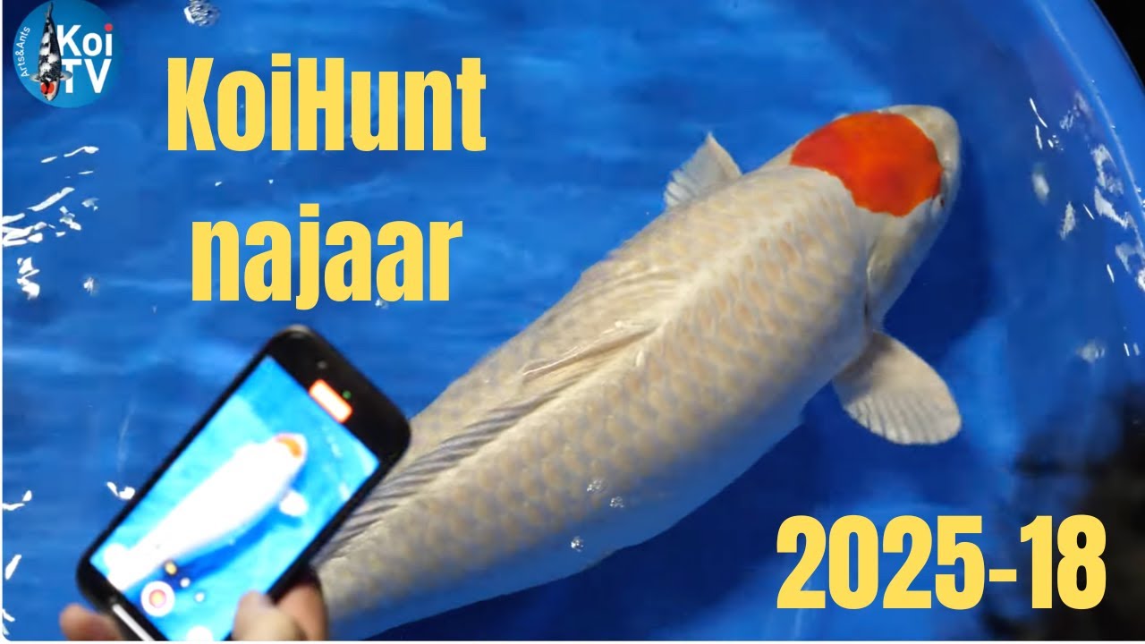 Охота на кои, осень 2025, часть 18
