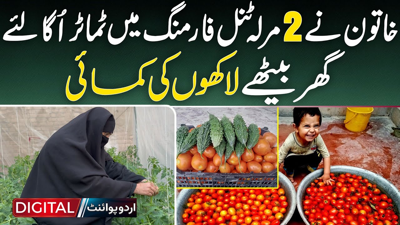 Peshawar Woman Starts Tomato Tunnel Farming In 2 Marla, Earnings Reach Millions