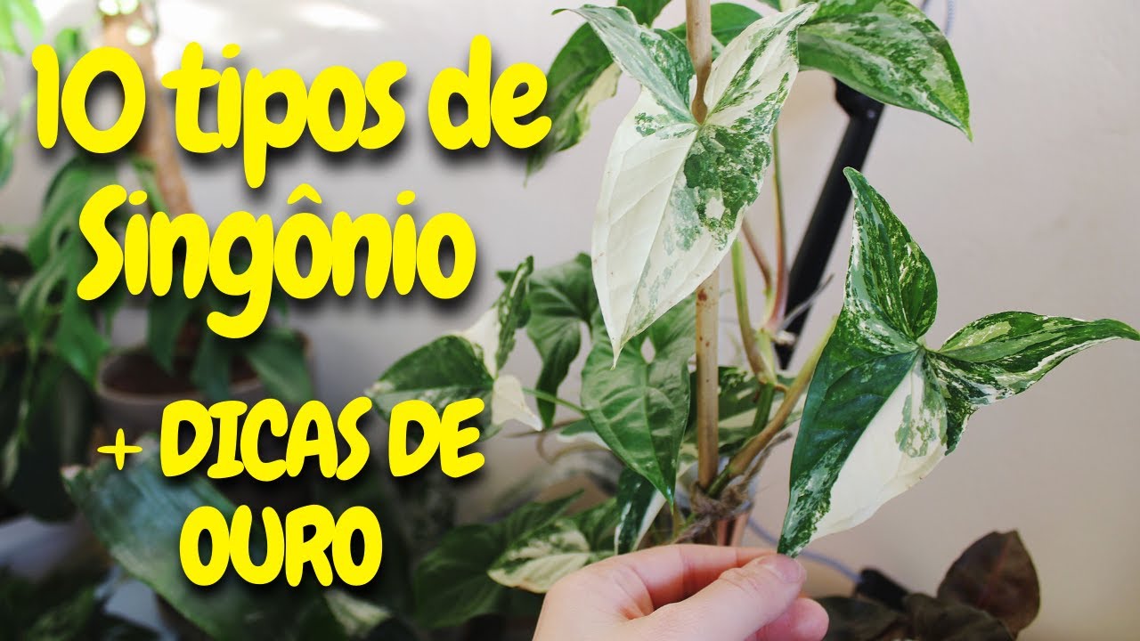10 TIPOS DE SINGONIO I SYNGONIUM LINDA PLANTA DE SOMBRA PARA SUA CASA OU APARTAMENTO SINGÔNIO PLANTA