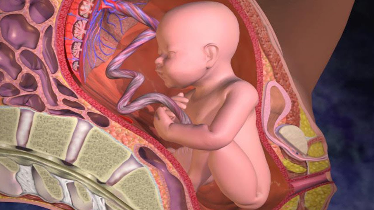ما هى خطورة التفاف الحبل السرى حول رقبة الجنين فى بطن أمه ؟